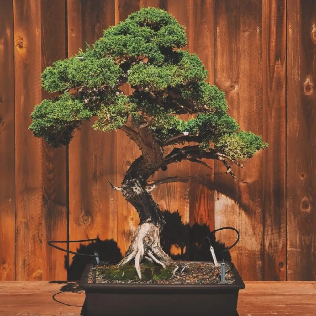 bonsai avis